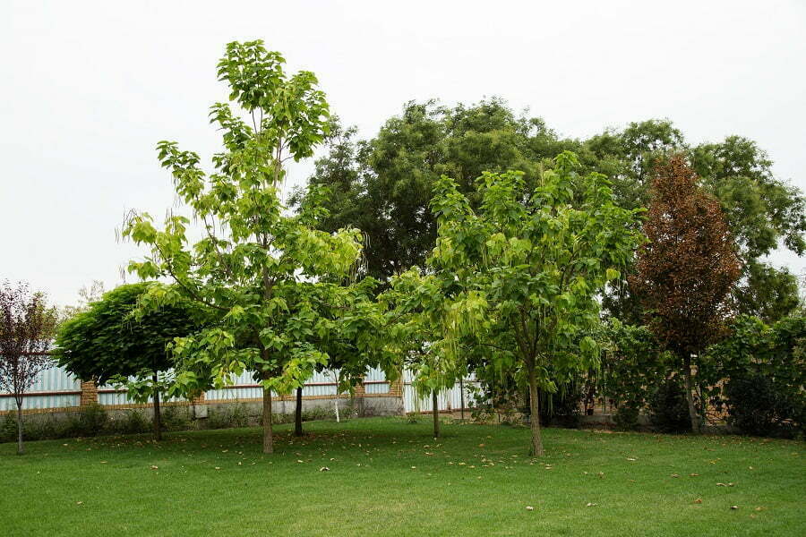 backyard trees