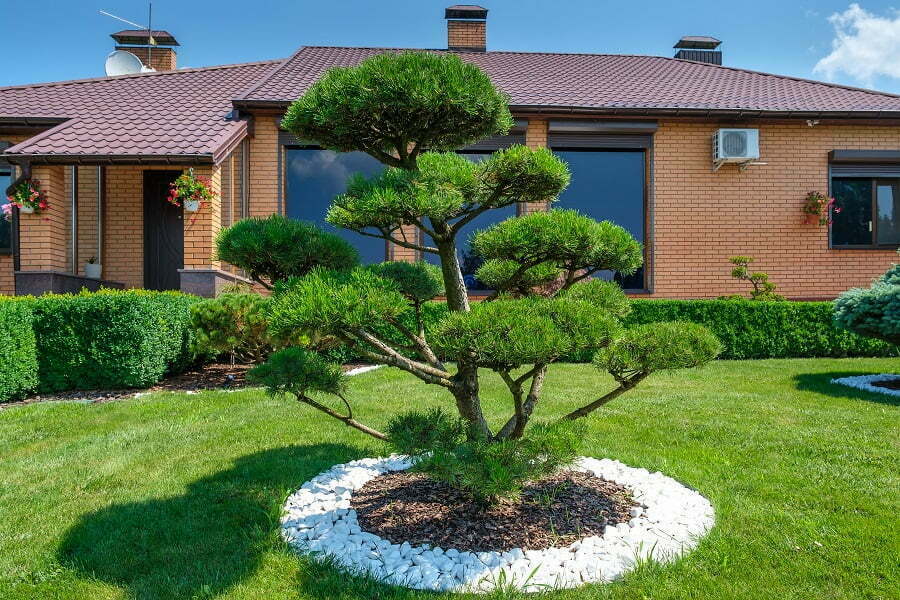 curb appeal trees