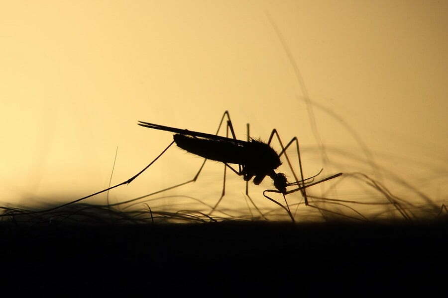 mosquito-control-methods-what-works-and-what-doesn-t