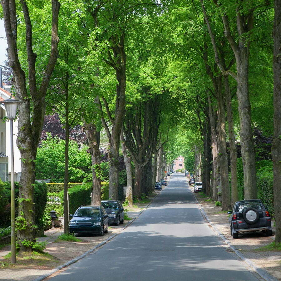 street trees