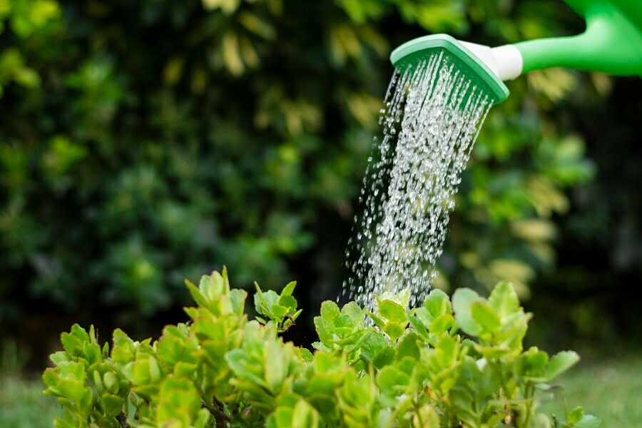 watering plants