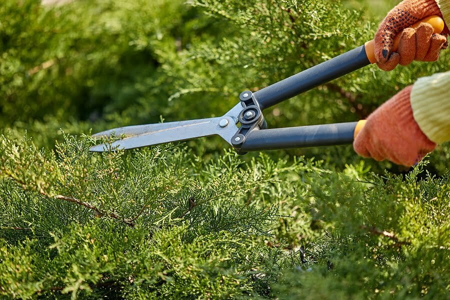 hedge trimming