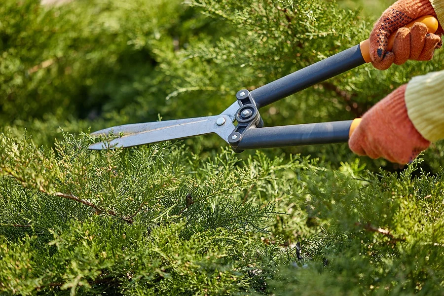 hedge trimming