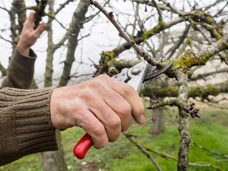 trimming a tree