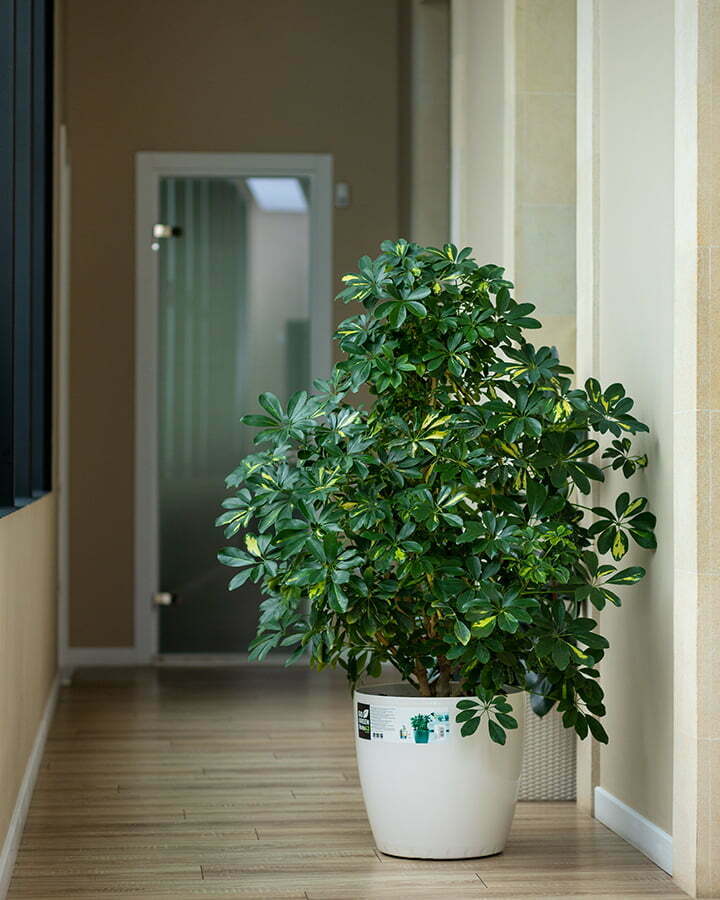 Indoor Plants in doorway