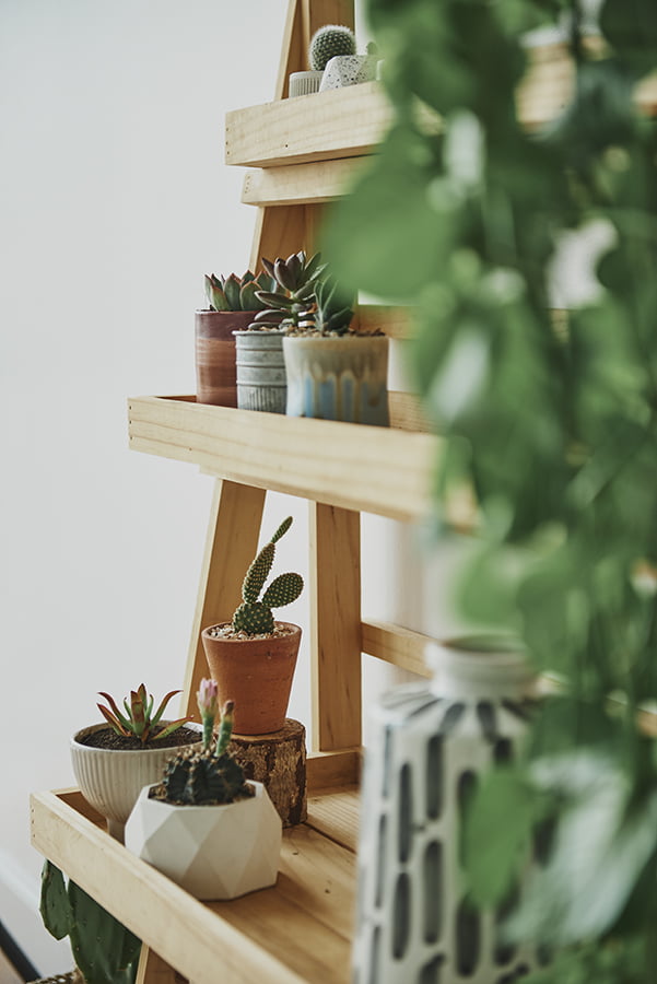 Potted Succulents ladder
