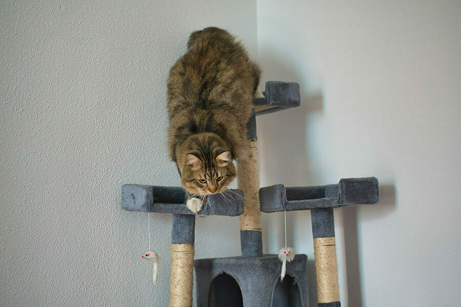 Wall-mounted Cat Perches