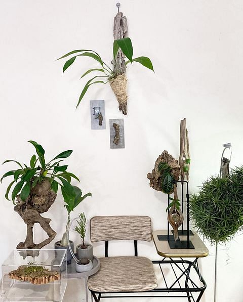 Enchanting And Fresh: A Biophilic Home Decor With Airplants biophilic decor