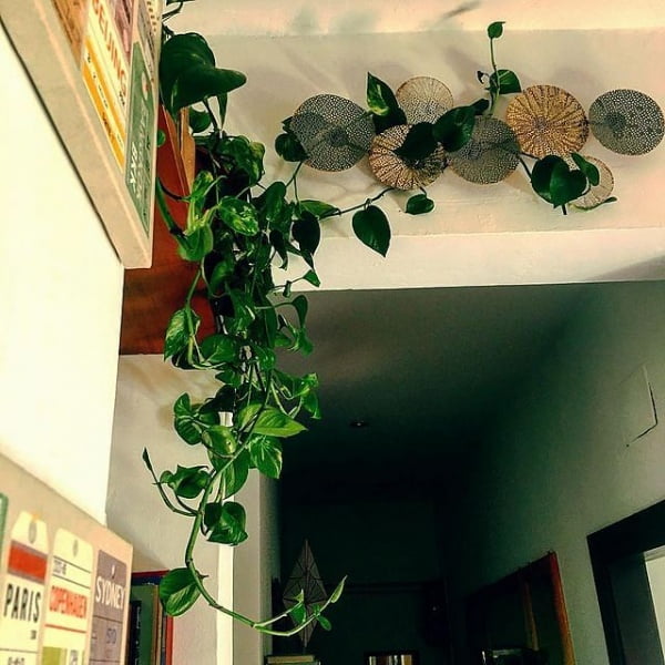 Ivy-Clad And Homey: A Green Decoration Idea ivy decor