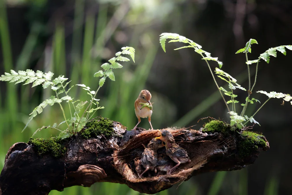 bird bath tree stump