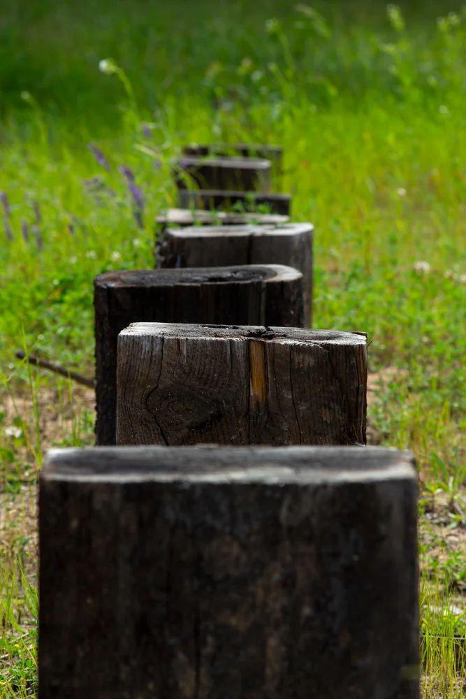 tree stump stepping stone