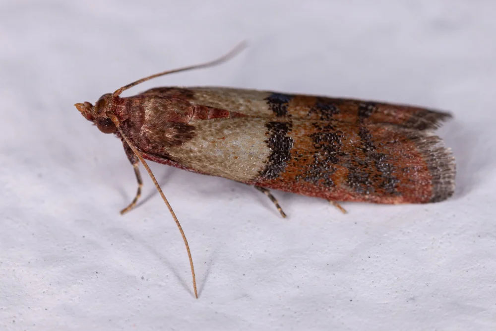 indian meal moth pest pantry