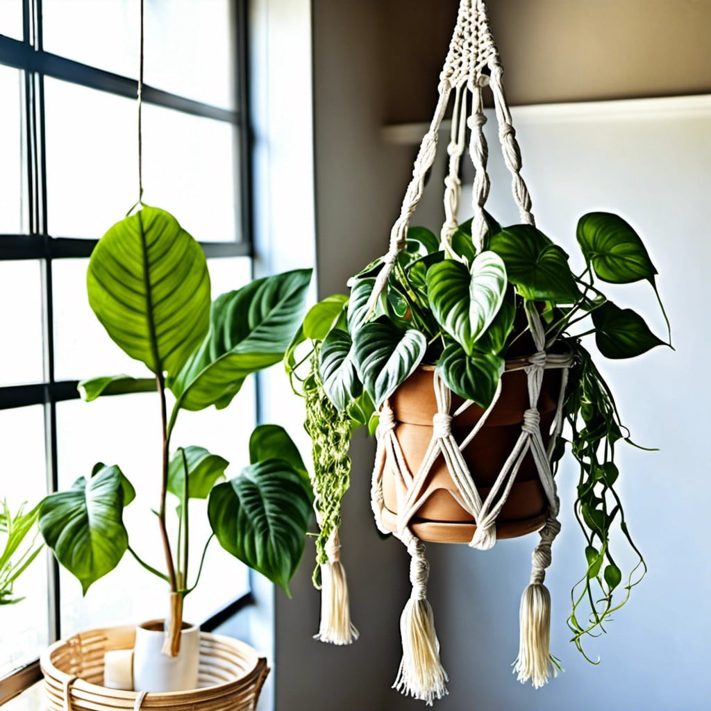 hanging pothos in macrame plant hanger