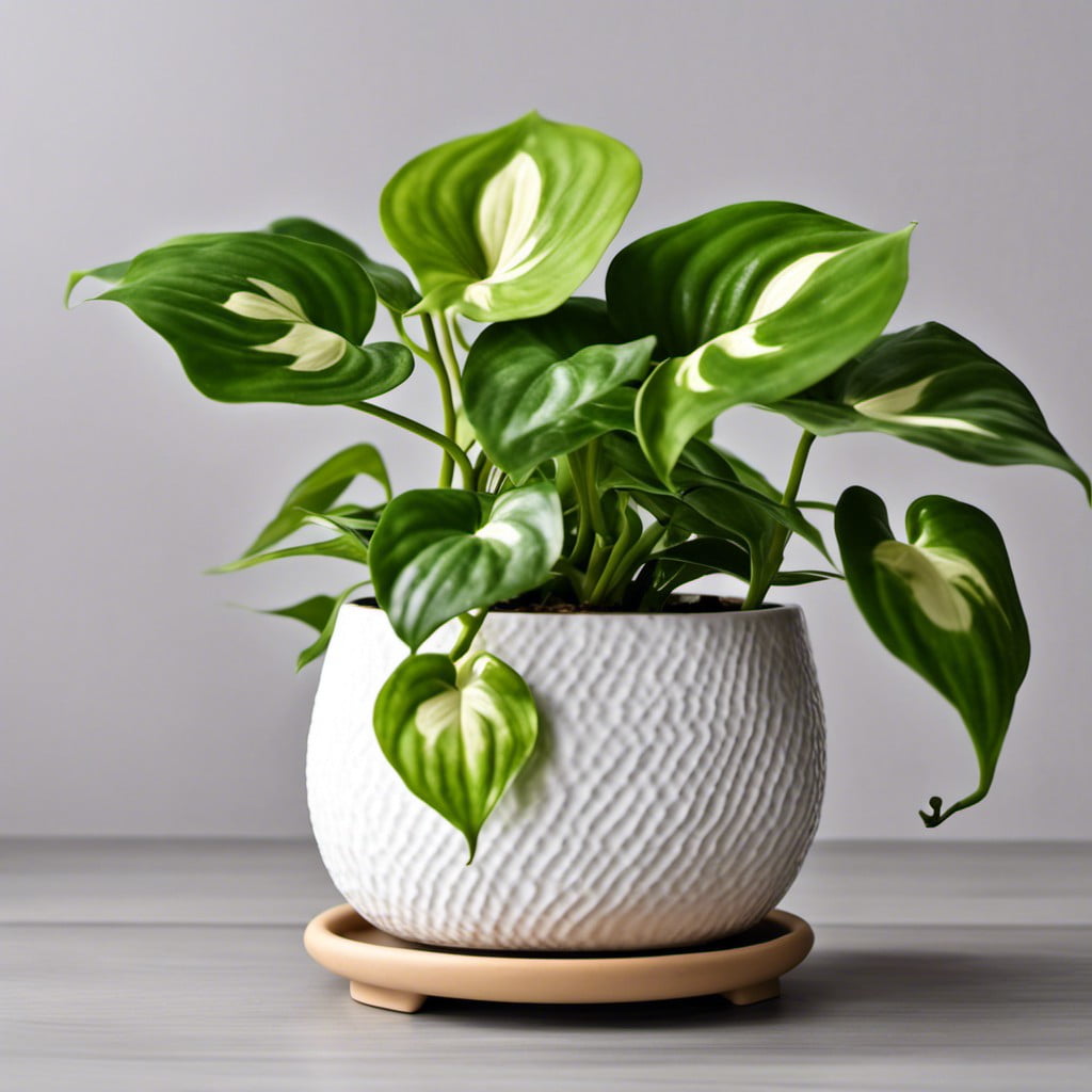 pothos in stylish ceramic pots