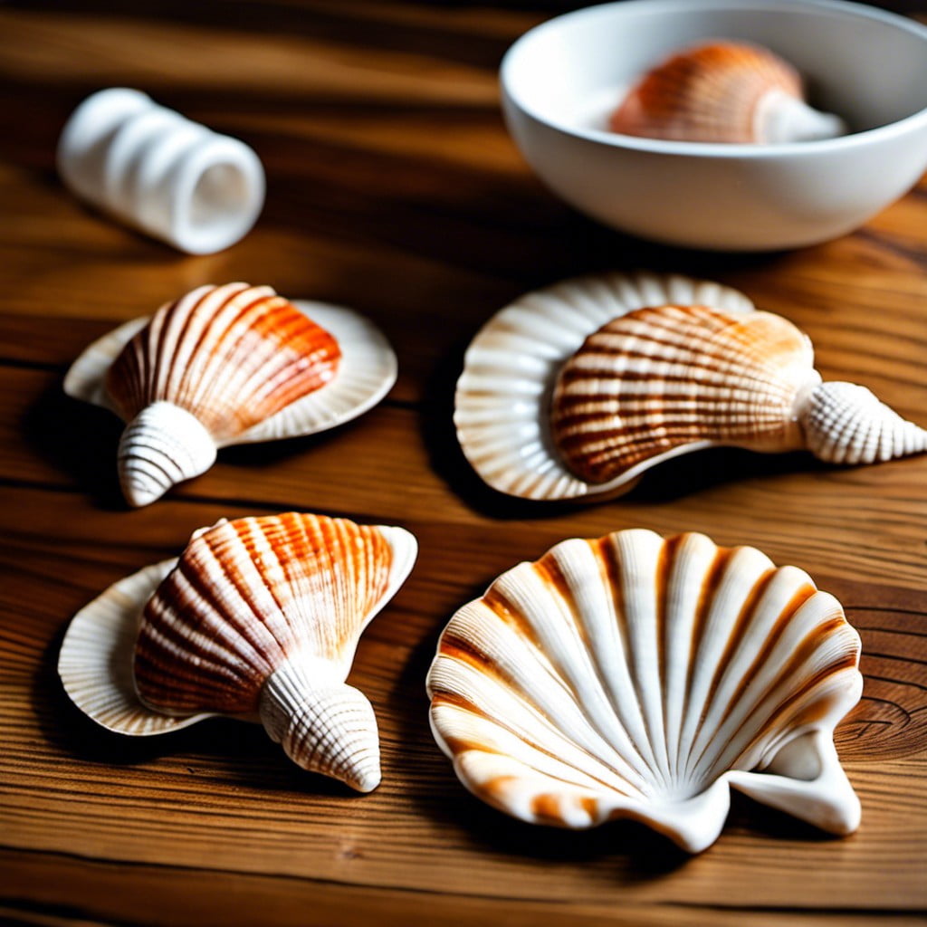 seashell coasters