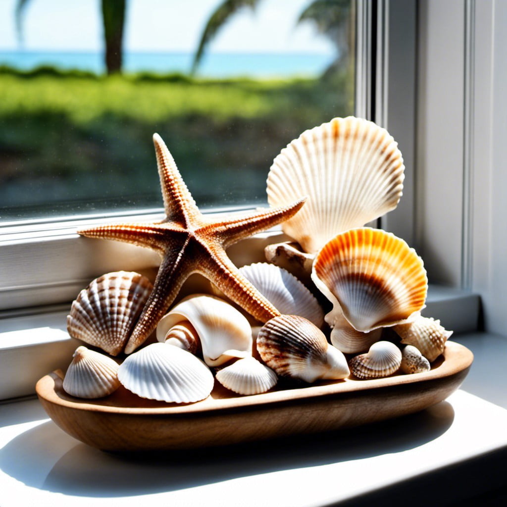 seashell collection display