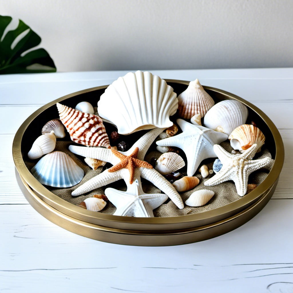 seashells and starfish