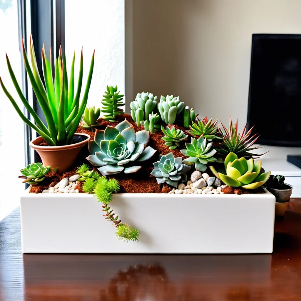 create an indoor succulent garden