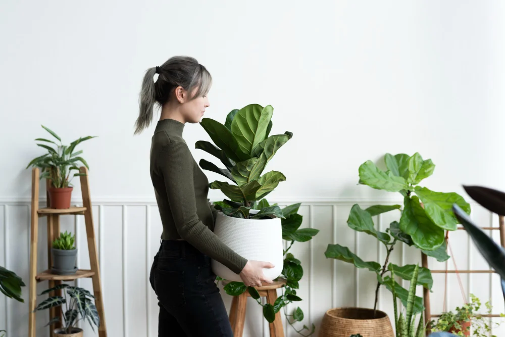 Live Indoor Plants in the Interior